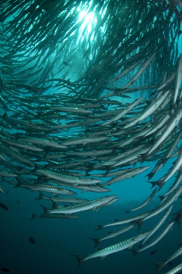 Darkfin Barracuda