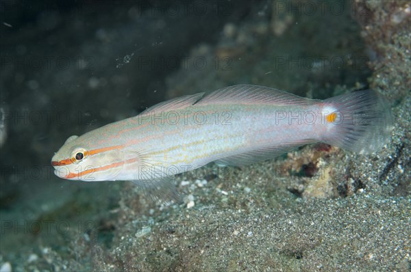 Crosshatch Goby