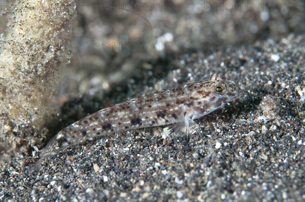 Black-spotted Sandgoby