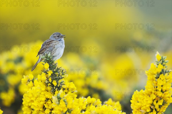 Dunnock