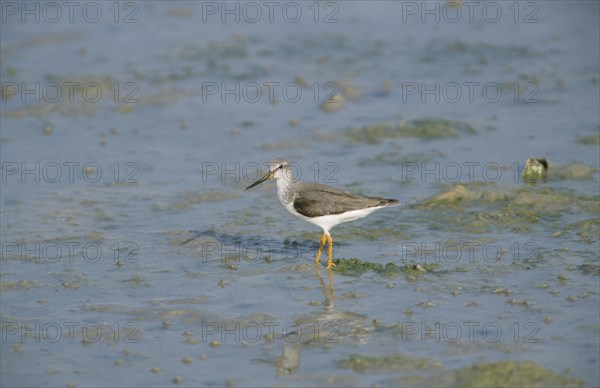 Terek Sandpiper