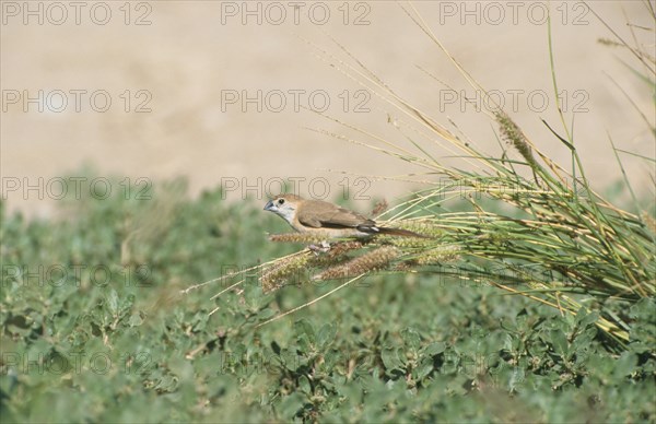 Indian silverbill