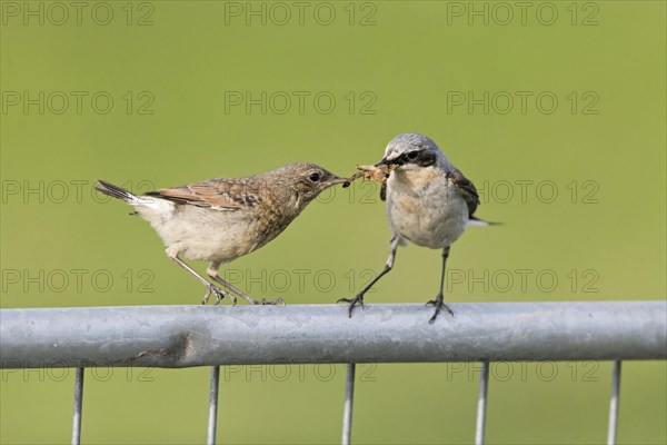 Northern northern wheatear