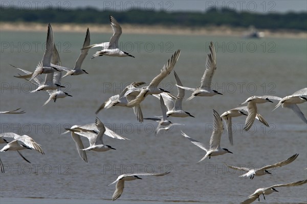 Sandwich terns with a little tern