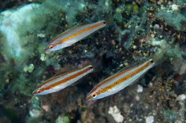 Hartzfeld's Wrasse