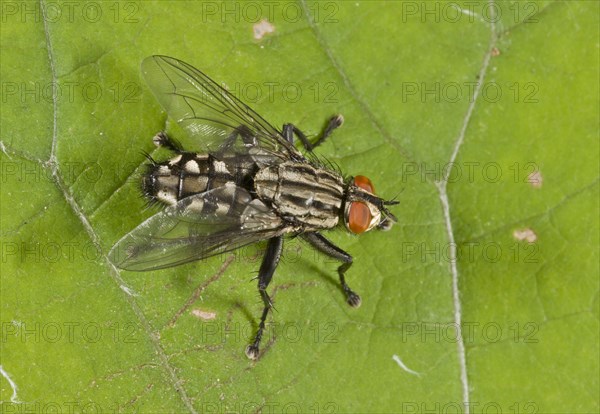 Grey flesh fly