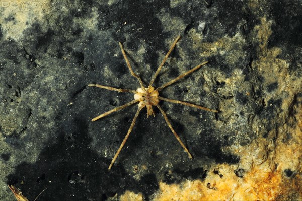 Sea spider