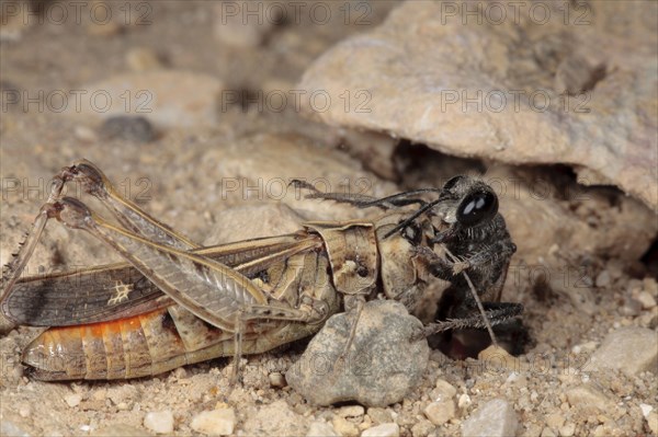 Sand Wasp