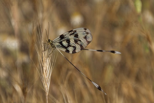 Thread fly