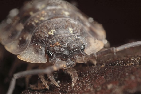 Common Rough Woodlouse