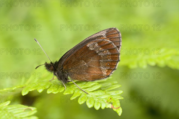 Scotch argus