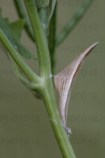 Orange tip