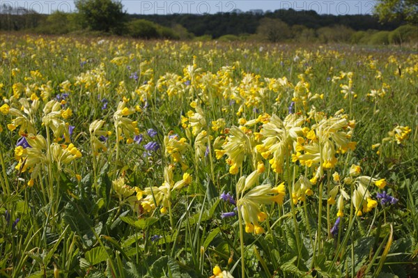 Common cowslip