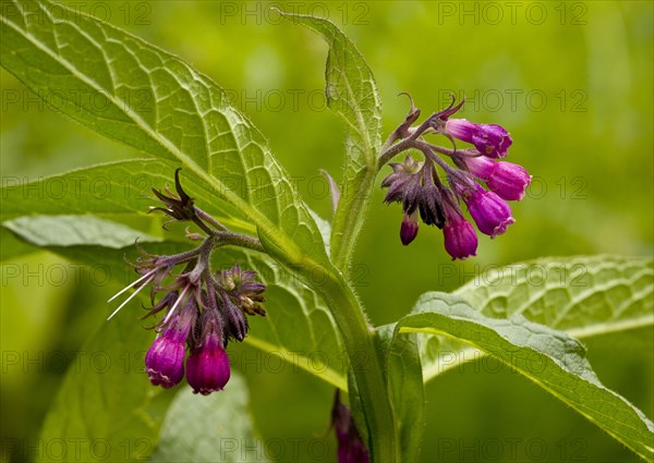 Common common comfrey