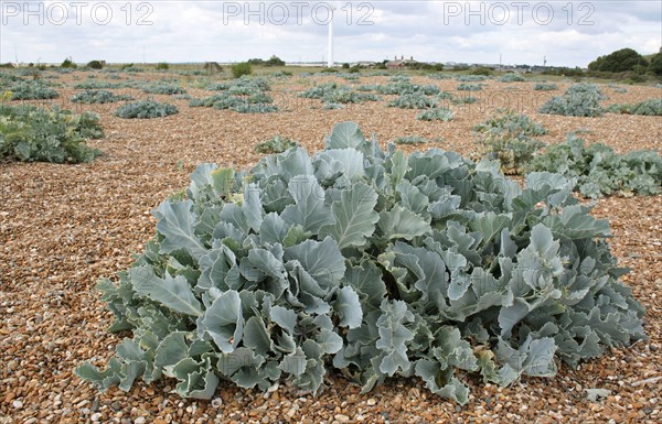 Sea Kale