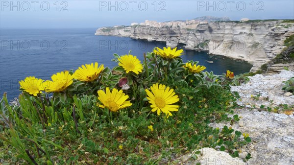 Flowering gold coin plant