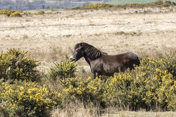 Exmoor pony