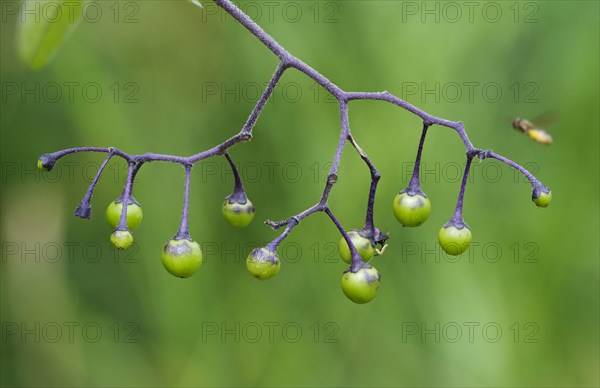 Bittersweet nightshade