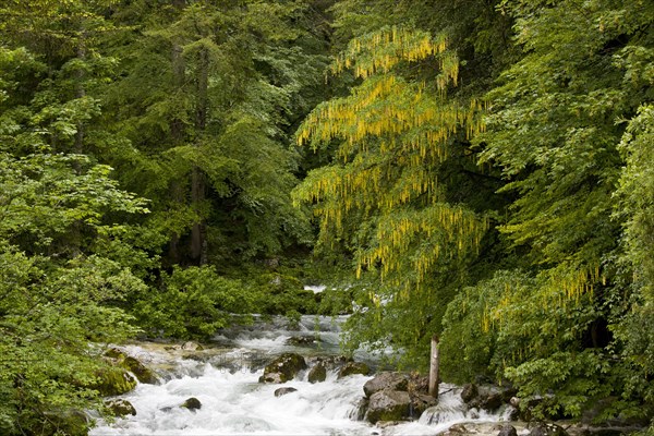 Alpine Laburnum