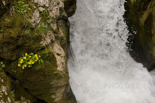 Arnica wulfeniana