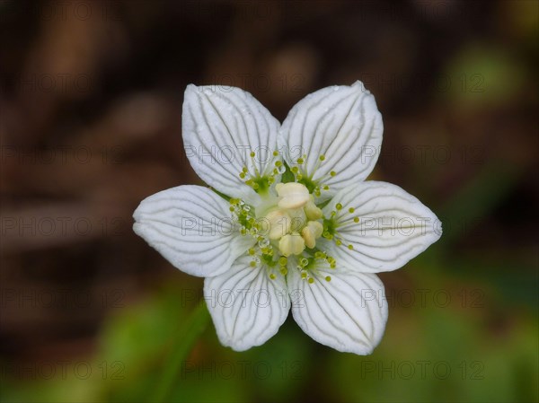 Marsh heartleaf