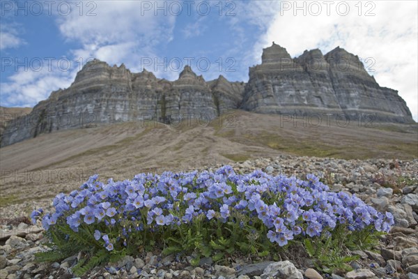 Boreal Jacob's Ladder