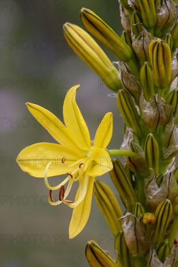 Yellow Asphodel