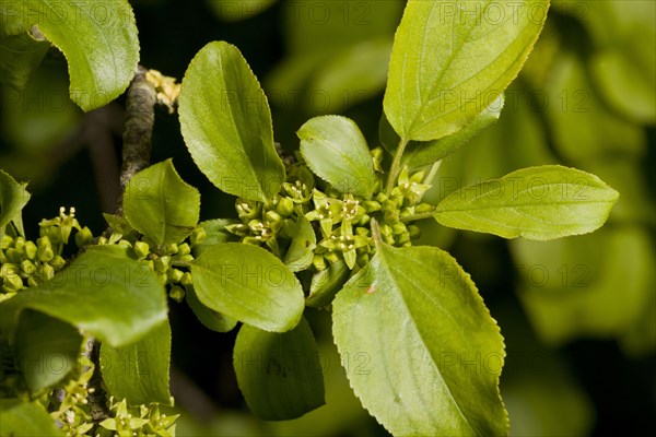 Common buckthorn