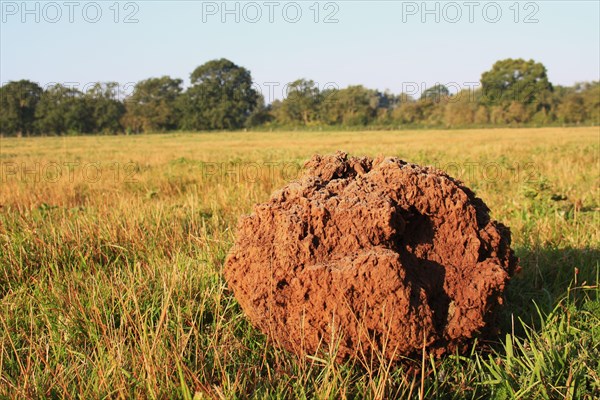 Giant giant puffball