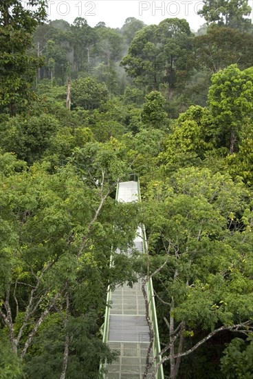 Canopy walkway through trees