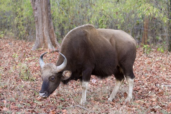 Gaur