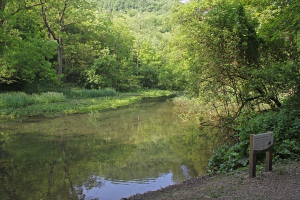 View along stream in wooded limestone valley habitat