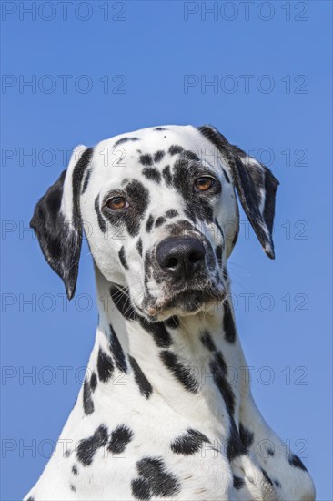 Dalmatian