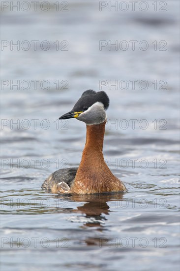 Red-necked grebe