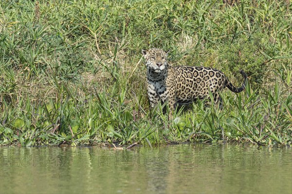 Male jaguar