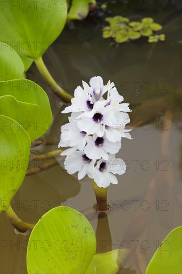 Common water hyacinth