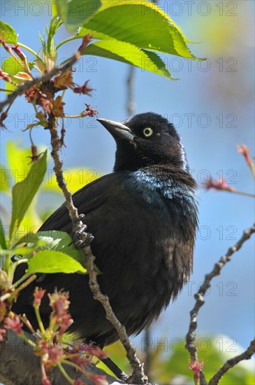 Purple Grackle