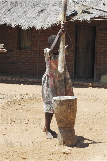 Manioc roots are crushed