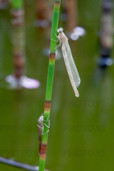 Horseshoe damselfly