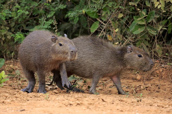 Capybara