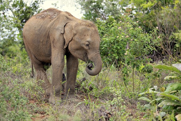 Sri Lankan elephant