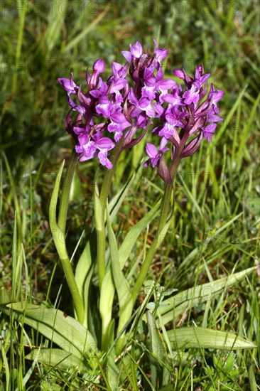 Overlooked orchid