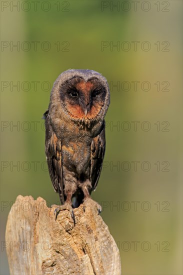 Sao Tome Barn Owl