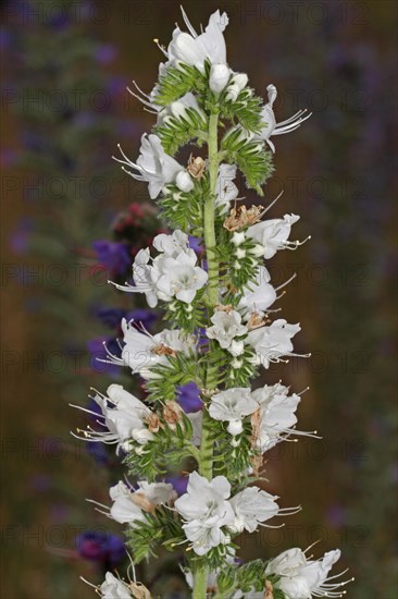 Common viper's bugloss