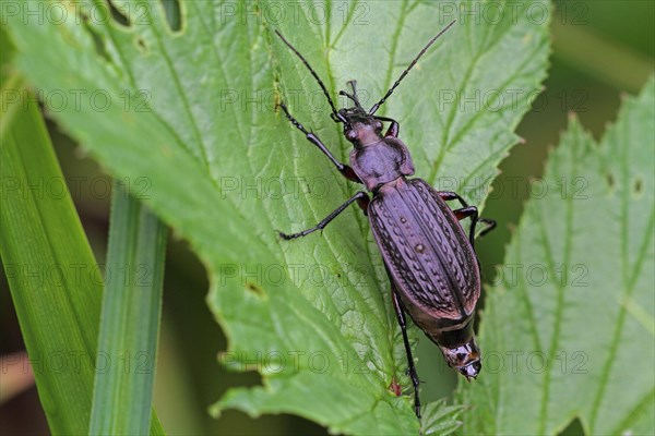 Ground beetle