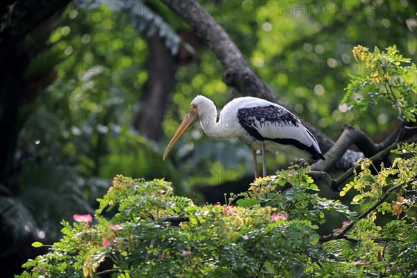 Painted Stork