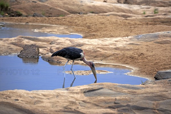 Marabou Stork