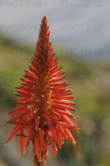 Krantz aloe