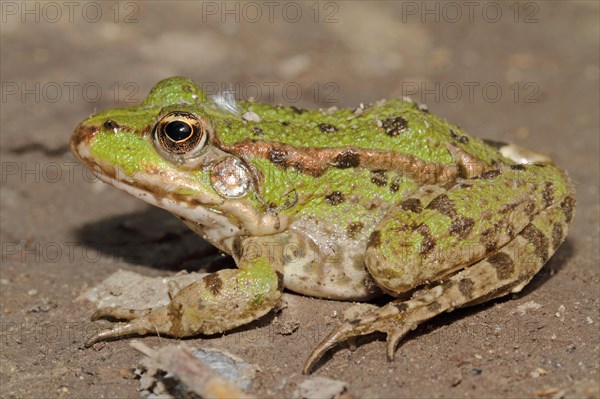 Edible Frog