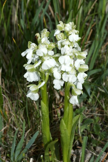 Small orchid